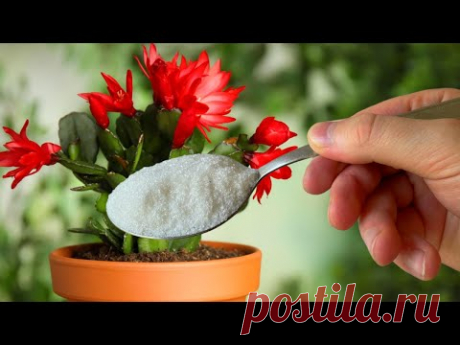 1 Чайная Ложечка под Любой домашний Цветок и Пышное цветение вам обеспечено!Цветет Вмиг +20 рецептов