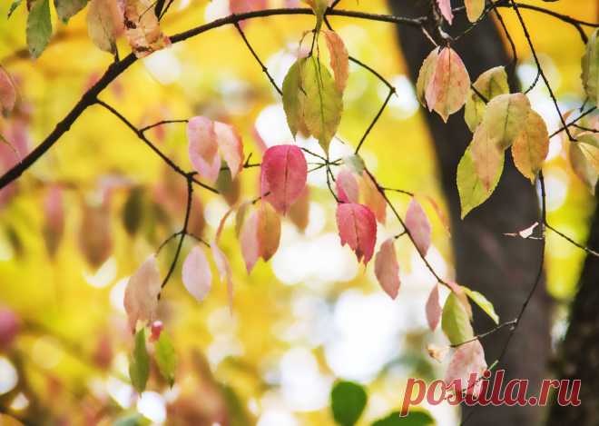 Художница - Осень!