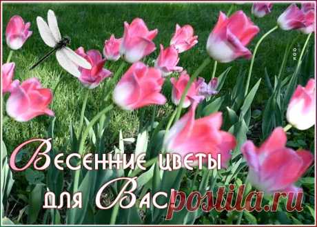 Супер картинка с тюльпанами