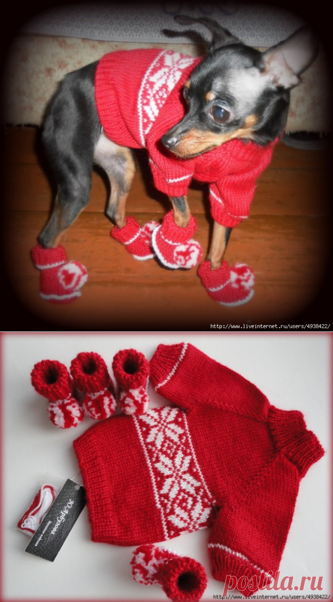 Свитер для собаки и пинеточки-ботинки (Knitting for dogs).