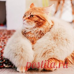 Редактор