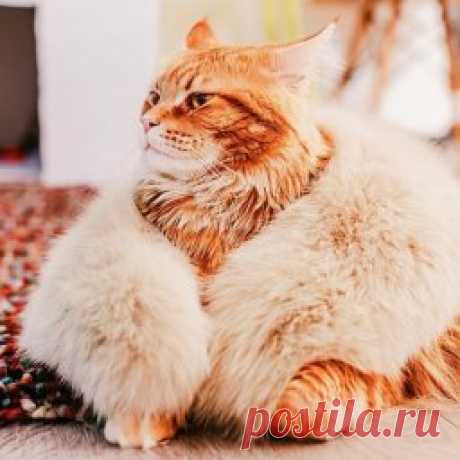 Редактор
