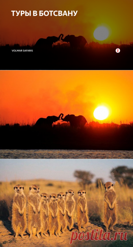 ТУРЫ В БОТСВАНУ | Volmar Safaris | Яндекс Дзен