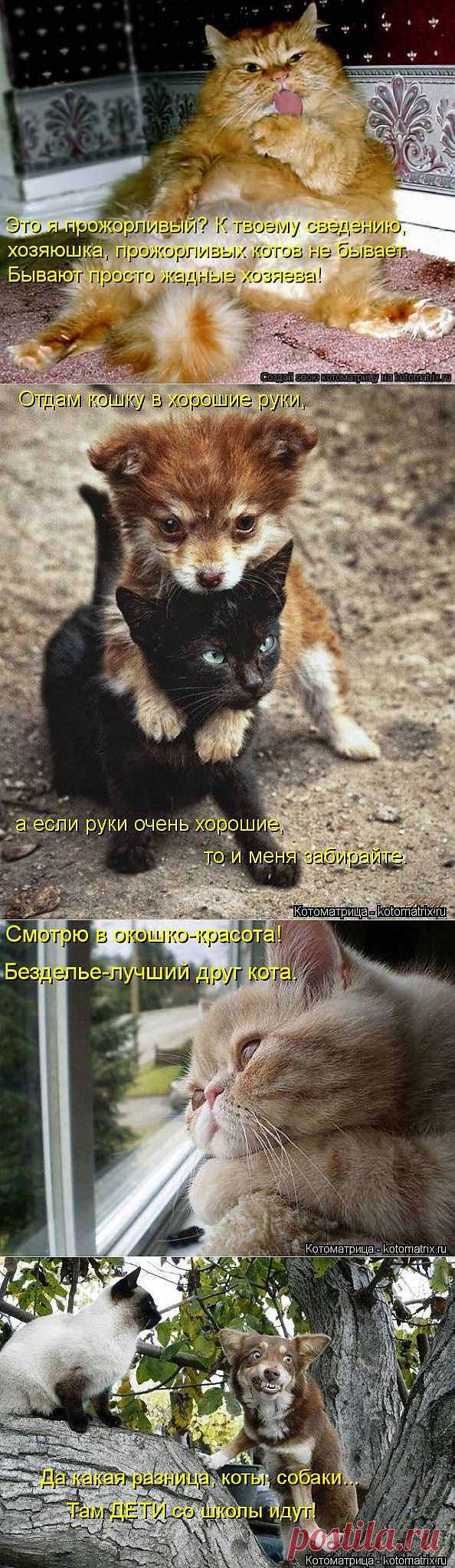 (+1) тема - Котейки и не только | ОБОРЖАКА ;)