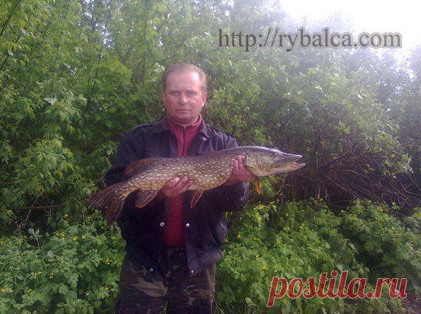 Щука летом