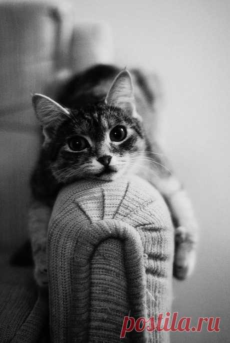 Meow