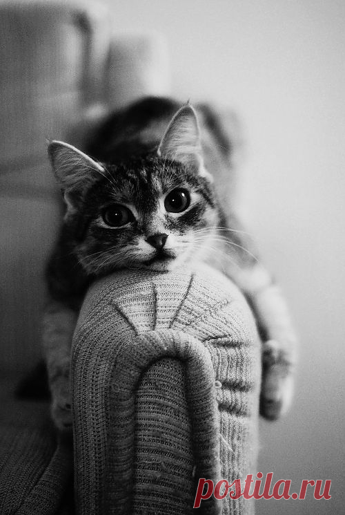 Meow