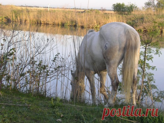 Разные знакомые лошади - 
альбомы - 
SvetaPia - 
конники на фоне реки
Автор: SvetaPia