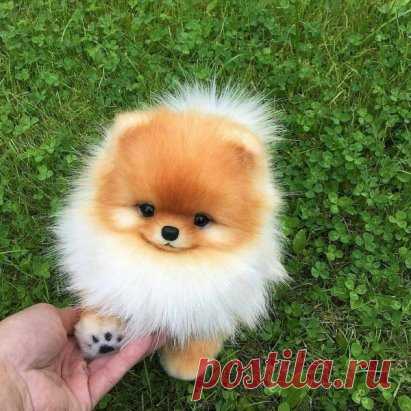 Чудо расчудесное!