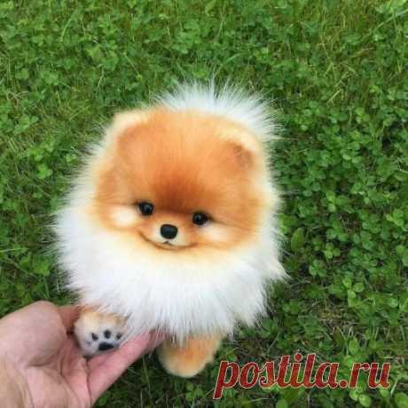 Чудо расчудесное!