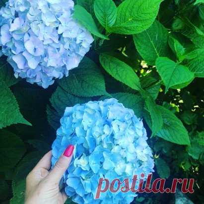 Бела. Голубая гортензия крупнолистная — это садовый кустарник, усеянный шикарными цветами светло-синего оттенка. Растение смотрится очень эффектно, поэтому широко используется в ландшафтном дизайне для оформления аллей и беседок в городских парках, создания живых изгородей вокруг домов, украшения площадей около муниципальных зданий.
Саженцы двухлетки. Кустики  с двумя-тремя веточками. Хорошо перезимовали. Цветение в этом году обязательно!
Оставляйте заказ в директ.
https://www.instagram.com/p/B