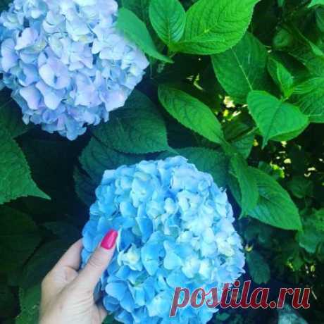 Бела. Голубая гортензия крупнолистная — это садовый кустарник, усеянный шикарными цветами светло-синего оттенка. Растение смотрится очень эффектно, поэтому широко используется в ландшафтном дизайне для оформления аллей и беседок в городских парках, создания живых изгородей вокруг домов, украшения площадей около муниципальных зданий.
Саженцы двухлетки. Кустики  с двумя-тремя веточками. Хорошо перезимовали. Цветение в этом году обязательно!
Оставляйте заказ в директ.
https://www.instagram.com/p/B