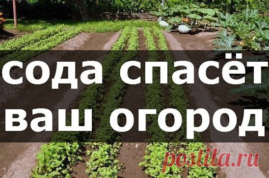сода спасет ваш огород
