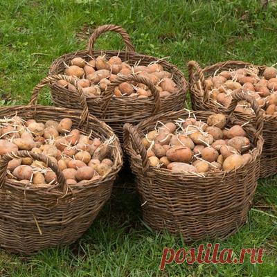 Сажаем картофель по-новому - советы Г.Кизимы