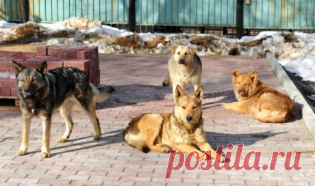 Я ДО СТРАХА НЕ ЛЮБИЛА И ДАЖЕ НЕНАВИДЕЛА ДВОРОВЫХ СОБАК, НО ОДНАЖДЫ ОНИ ДОКАЗАЛИ МНЕ, ЧТО ДОСТОЙНЫ ЛЮБВИ И ЧЕЛОВЕЧЕСКОГО ОТНОШЕНИЯ... Я никогда особо не любила собак. Мне были неприятны эти волосатые звери, бросающиеся с лаем на прохожих, гадящие во дворах и скалящие свои страшные зубы.

Но больше всего меня бесила баба Галя.



Живущая на третьем этаже и ежедневно выгуливающая своего фокстерьера. А еще она подкармливала чет