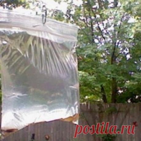 Он бросил 4 монетки в полиэтиленовый пакет с водой… Не надеялся на такой результат!