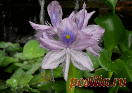 Календарь сезонных работ в саду: декабрь - Planetalsad