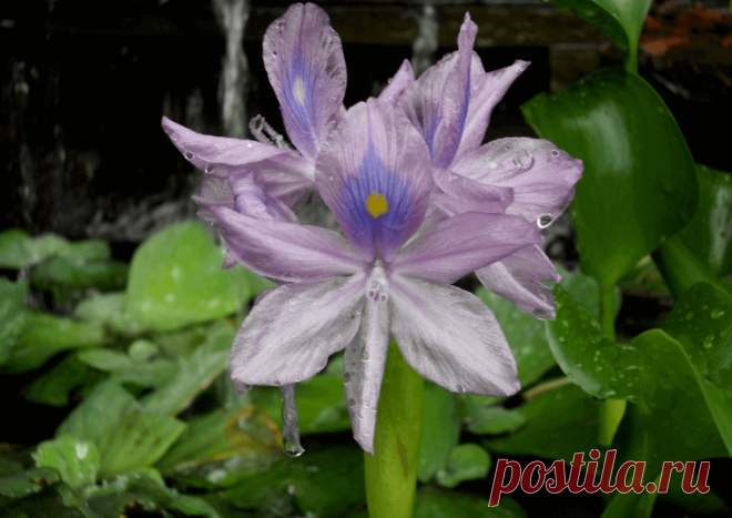 Календарь сезонных работ в саду: декабрь - Planetalsad