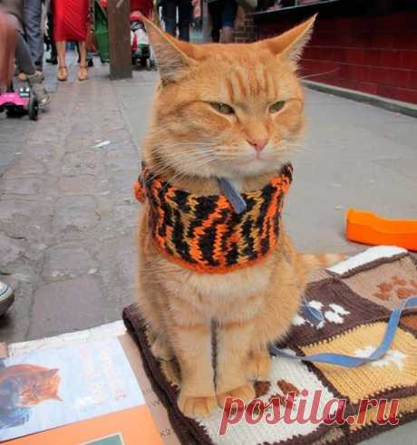 Про кота и музыканта