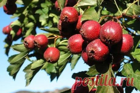 Одноклассники
РАСШИРЯЕМ СОСУДЫ ДЛЯ ПИТАНИЯ ГОЛОВНОГО МОЗГА.
средства ОЧЕНЬ сильные, поэтому не увеличивайте дозировку, иначе можно навредить себе