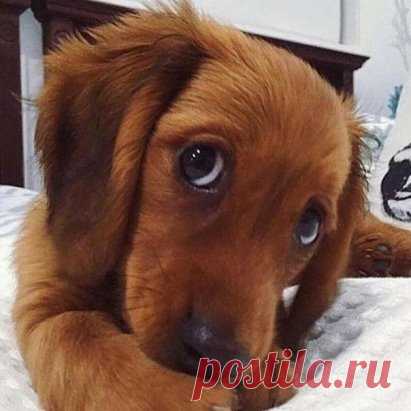 ПУСТЬ НОВЫЙ ГОД ПРИНЕСЁТ ВАМ--СЧАСТЬЕ!!!