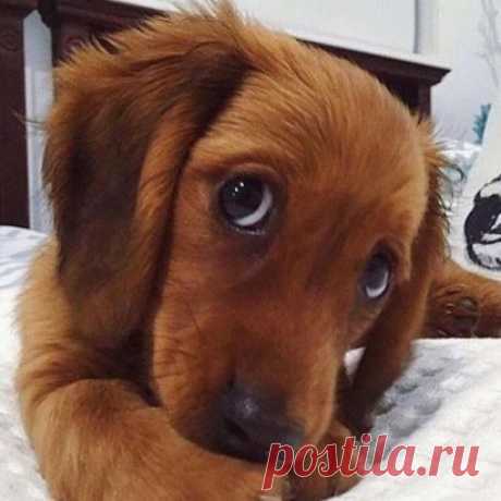 ПУСТЬ НОВЫЙ ГОД ПРИНЕСЁТ ВАМ--СЧАСТЬЕ!!!