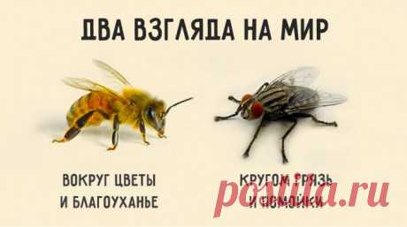 Краткая и мудрая притча о двух типах мышления, определяющих нашу судьбу: Если спросить муху, есть ли в окрестностях цветы, она ответит: – Не видела никаких цветов. Зато навоза в той вот канаве полным-полно. И муха начнёт перечислять все помойки, на которых побывала. Но спросите пчелу, видела ли она в окрестностях какие-нибудь нечистоты, и она ответит: – Нечистоты? Нет, не видела нигде. Здесь так много благоуханных цветов! Один на самом цветущем лугу найдёт нечистое место и сядет на него, а…
