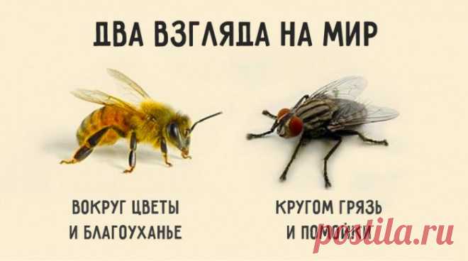 Краткая и мудрая притча о двух типах мышления, определяющих нашу судьбу: Если спросить муху, есть ли в окрестностях цветы, она ответит: – Не видела никаких цветов. Зато навоза в той вот канаве полным-полно. И муха начнёт перечислять все помойки, на которых побывала. Но спросите пчелу, видела ли она в окрестностях какие-нибудь нечистоты, и она ответит: – Нечистоты? Нет, не видела нигде. Здесь так много благоуханных цветов! Один на самом цветущем лугу найдёт нечистое место и сядет на него, а…