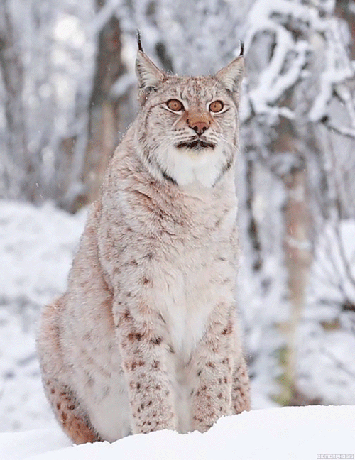ЛЮБИМЫЕ КОШЕЧКИ - Google+
