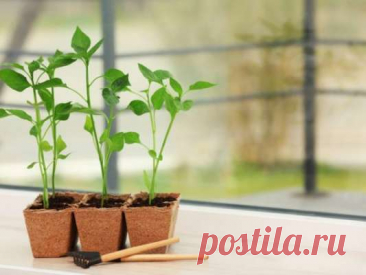 Благоприятные дни для посадки перца на рассаду — Домашние заботы