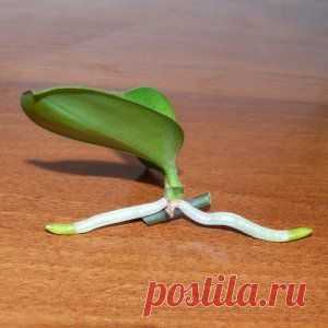 Усадьба | Цветы в доме : Фаленопсис: способы укоренения детки