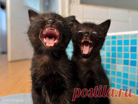 Синхронные коты • НОВОСТИ В ФОТОГРАФИЯХ