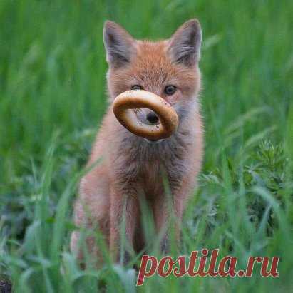 ФБ / Валентина Гаташ Колобок уже не тот...