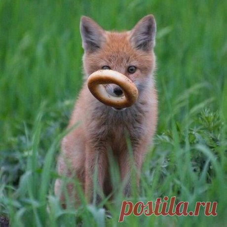 ФБ / Валентина Гаташ Колобок уже не тот...