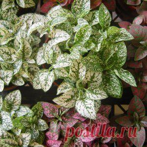 Выращиваем гипоэстес из семян