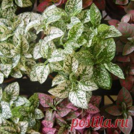 Выращиваем гипоэстес из семян