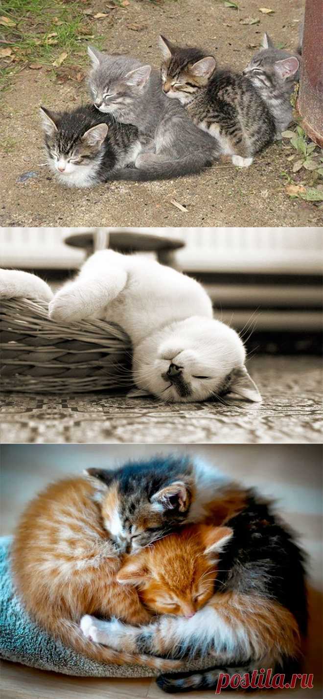 Спящие коты (21 фото)