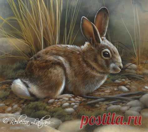 Маленький кролик | Картины дикой природы и природы Ребекки Лэтэм