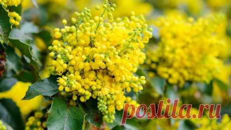 Магония падуболистная посадка и уход Размножение черенками Магония в ландшафтном дизайне