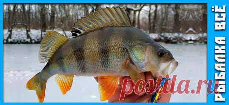 Окунь зимой. Где искать окуня зимой. - fishing-all.ru