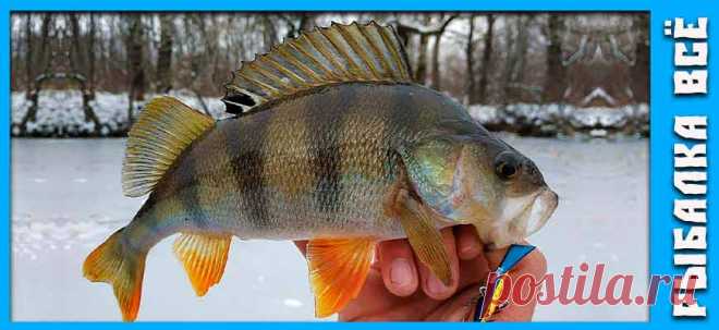 Окунь зимой. Где искать окуня зимой. - fishing-all.ru