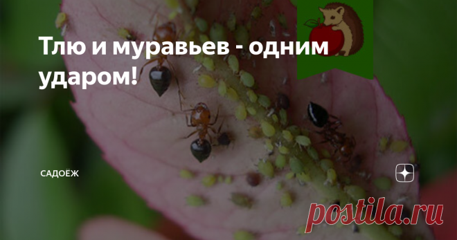 Тлю и муравьев - одним ударом! Копеечное средство от двух вредителей сразу