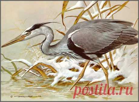 рисунки птиц карандашом цапли: 14 тыс изображений найдено в Яндекс.Картинках