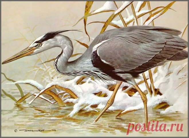 рисунки птиц карандашом цапли: 14 тыс изображений найдено в Яндекс.Картинках