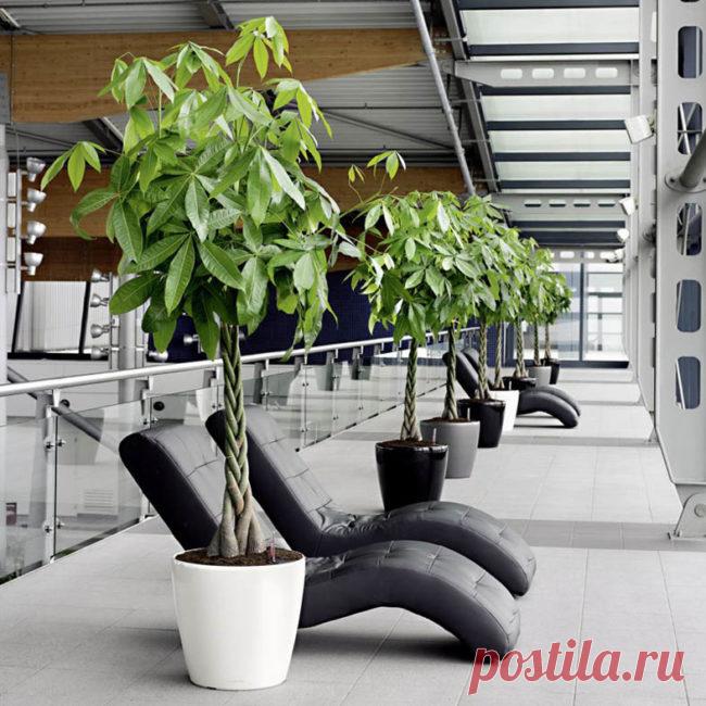 Пахира: миниатюрный баобаб в домашних условиях