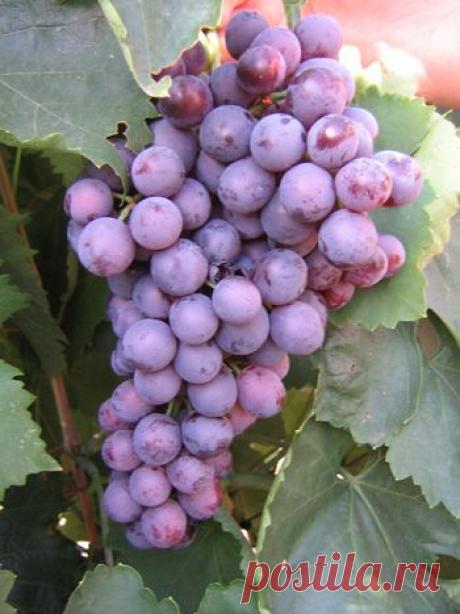 Галерея. - weerkust.ruweerkust.ru