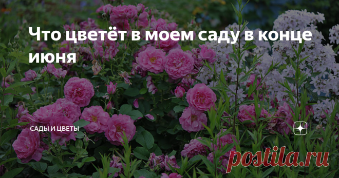 Что цветёт в моем саду в конце июня Цветут розы, клематисы, дельфиниумы, колокольчики, зацвели многие сорта флокса метельчатого. Сад на полных парах въезжает в середину лета. Розам я посвящу отдельный обзор, а сегодня расскажу обо всех остальных растениях. Начну с клематисов. Ко всем уже цветущим сортам на этой неделе добавился Diana's Delight. А отцветший катран сердцелистный я обрезал. Его белые лепестки больше не осыпаются на красный клематис Nubia. Слева направо сверху...