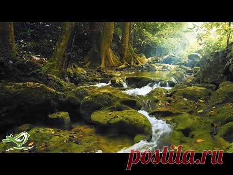Расслабляющая Музыка с Пением Птиц - Красивая Музыка на Фортепиано и Гитаре от Soothing Relaxation