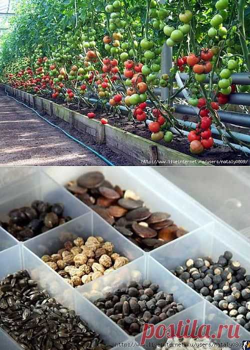Успех выращивания овощей.