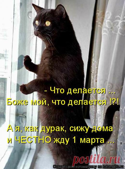 Мартовская котоматрица